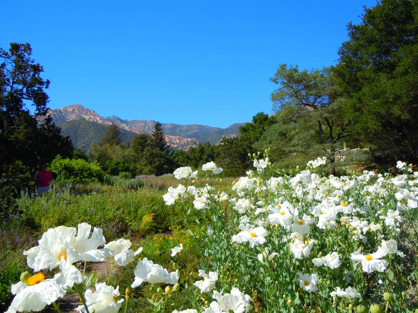Matilija Meadow, second place winner, Garden Postcard category, SBBG Photo Contest 2012