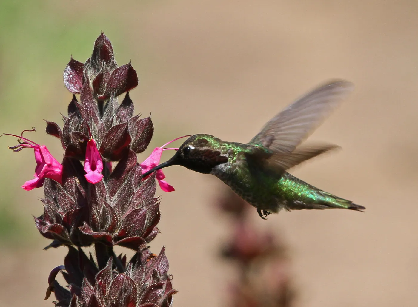 Hummingbird and Salvia spathacea, SBBG Photo Contest 2012