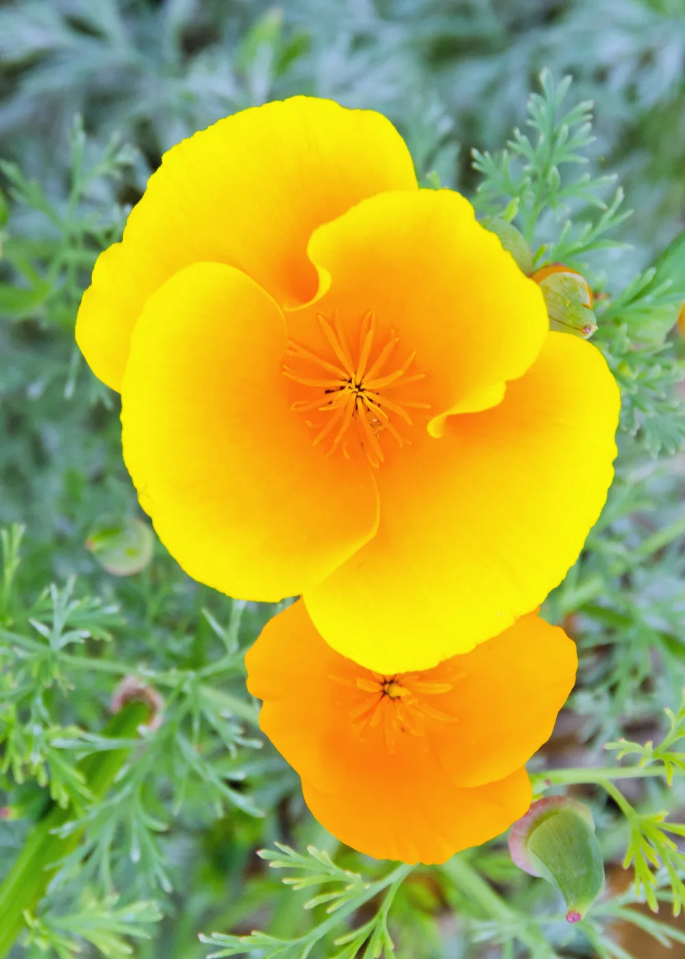 California Poppy flowers, SBBG Photo Contest 2012 