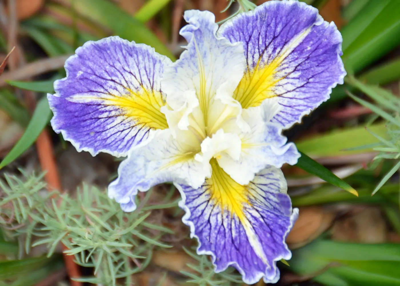 native Iris flower, SBBG Photo Contest 2012