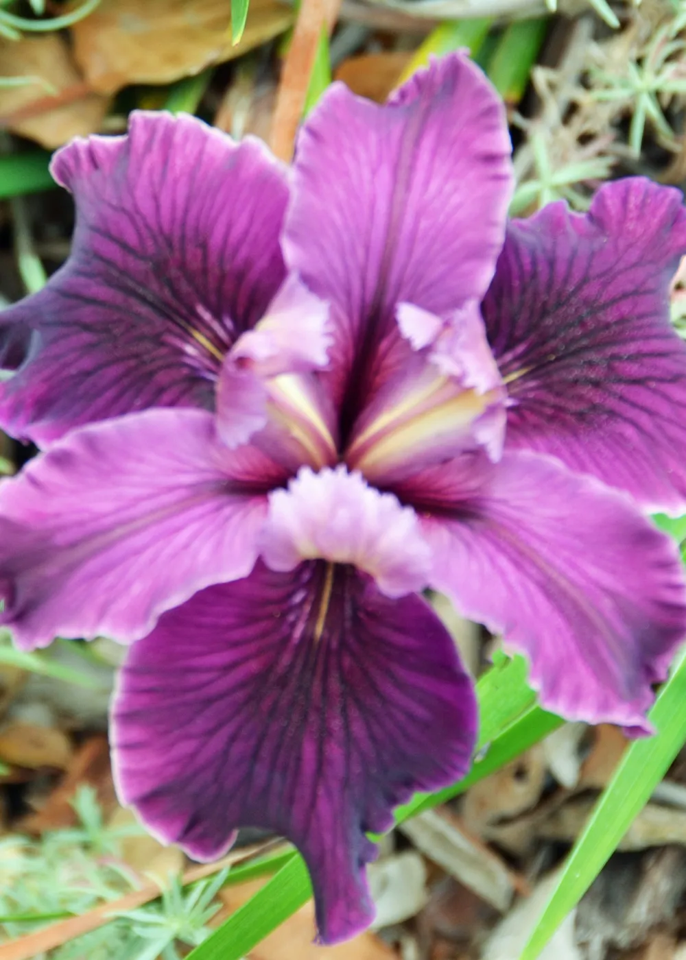 native Iris flower, SBBG Photo Contest 2012 cv Canyon Velvet
