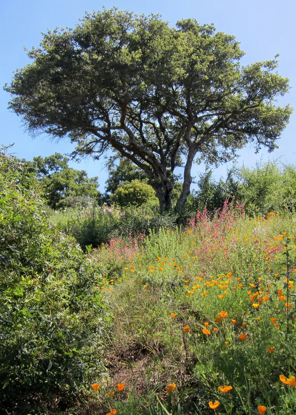 Oak on the Porter Trail, SBBG Photo Contest 2012
