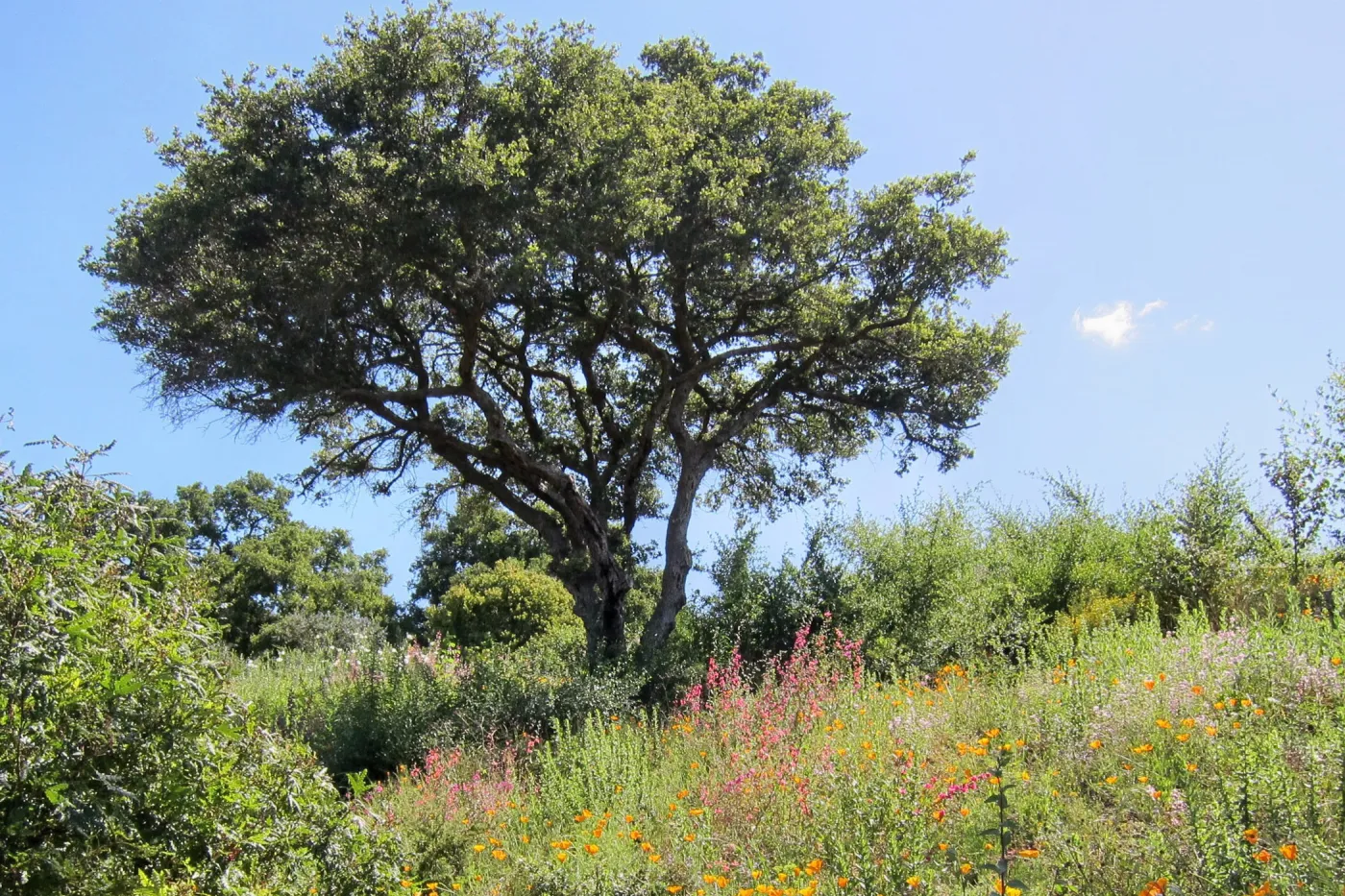 Oak on the Porter Trail, SBBG Photo Contest 2012