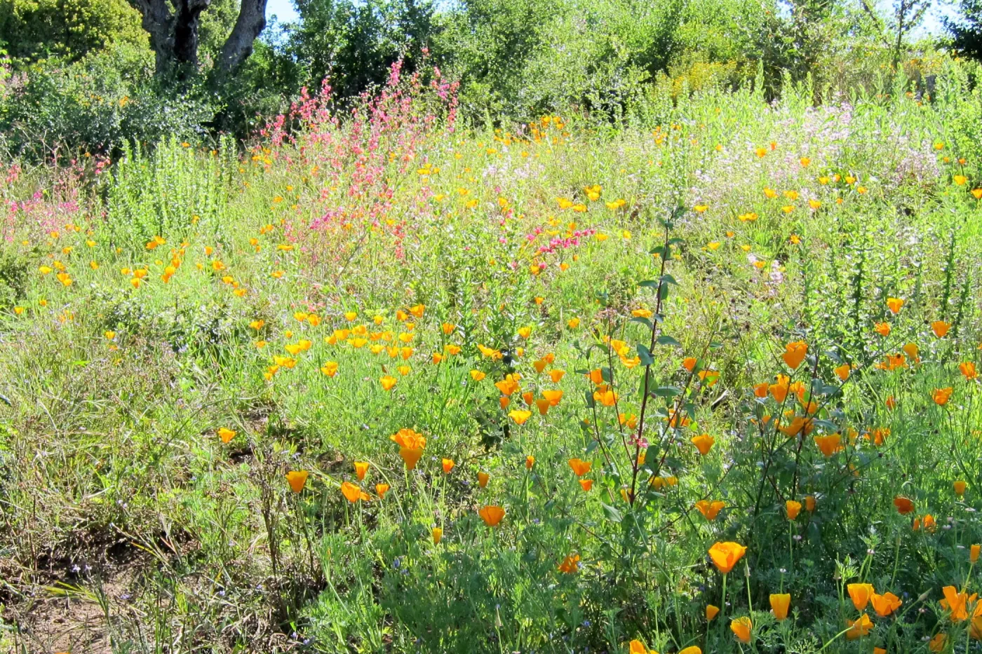 wildflower display, Porter Trail, SBBG Photo Contest 2012