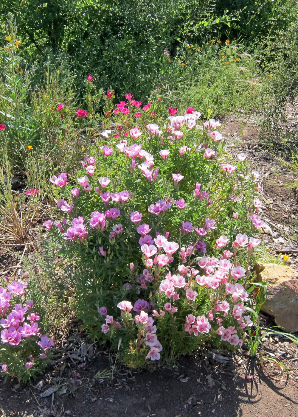 wildflower display, Porter Trail, SBBG Photo Contest 2012