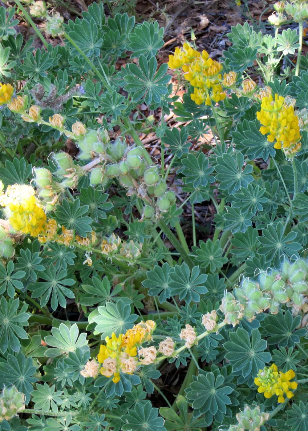 Porter Trail in bloom, SBBG Photo Contest 2012