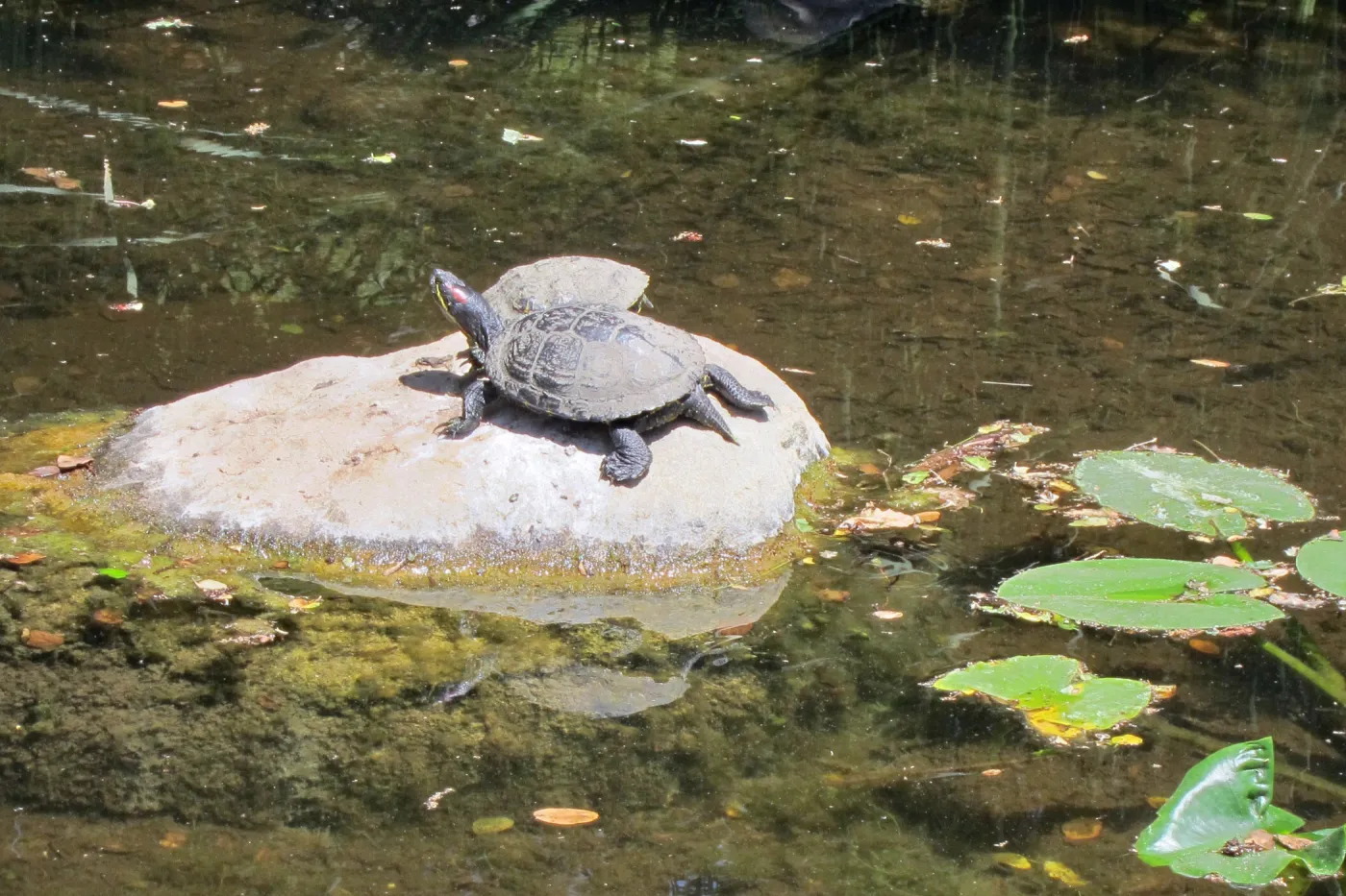Pond turtle, Meadow Pond, SBBG Photo Contest 2012