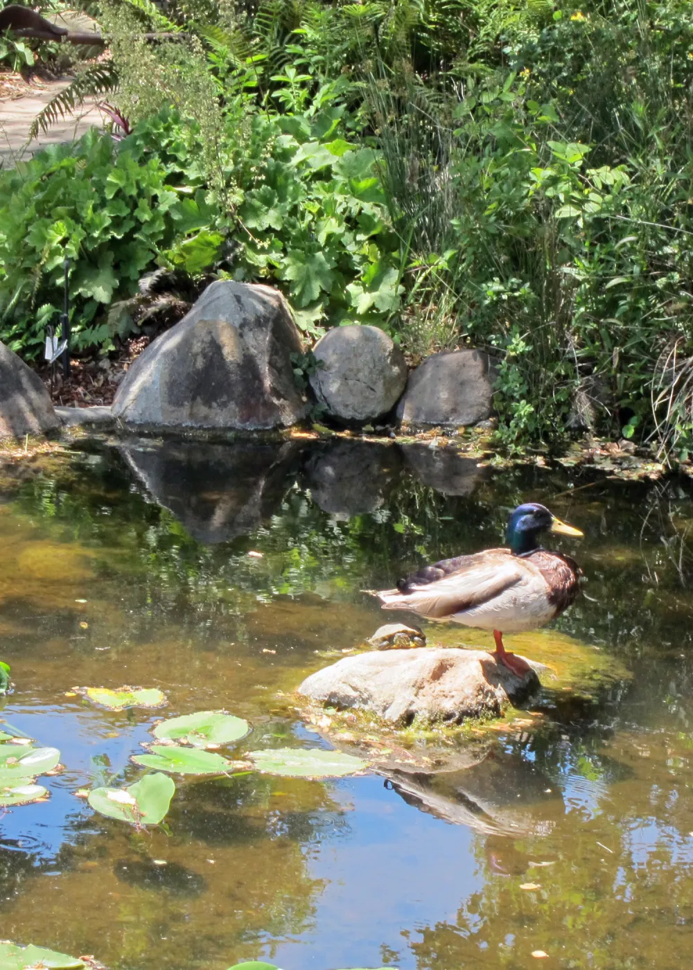 Mallard duck and pond turtle, Meadow Pond, SBBG Photo Contest 2012