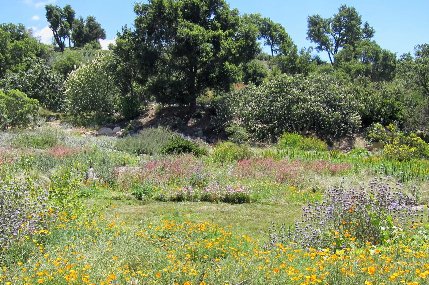 SBBG Meadow in bloom, wildflower display, SBBG Photo Contest 2012