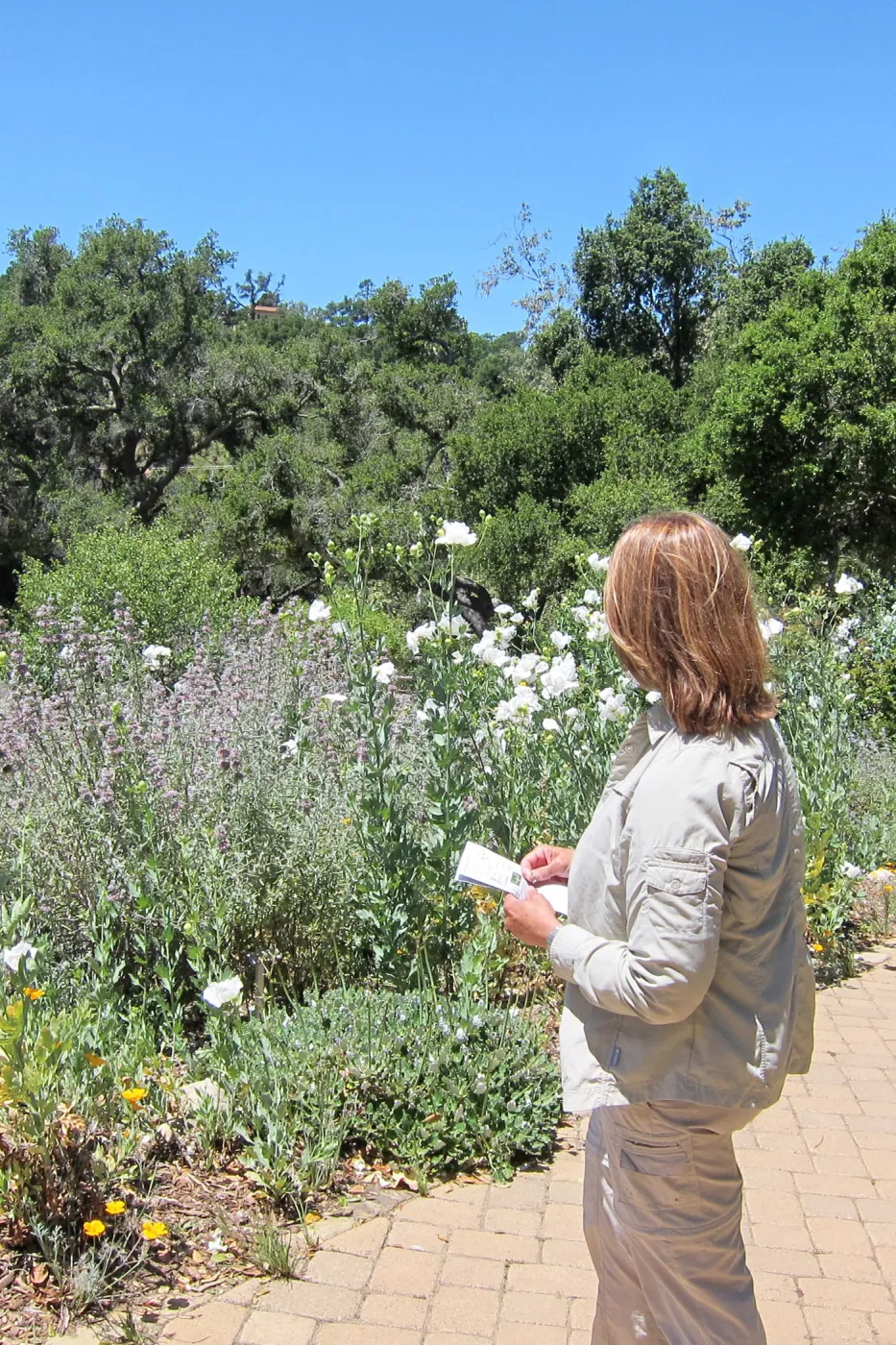 Visitor admires the Matilija poppies in the Meadow, SBBG Photo Contest 2012