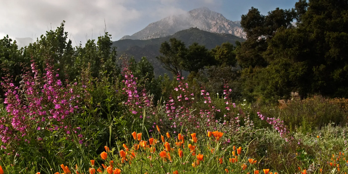 Garden panorama, wildflower display, Porter Trail, mountain view, SBBG Photo Contest 2012