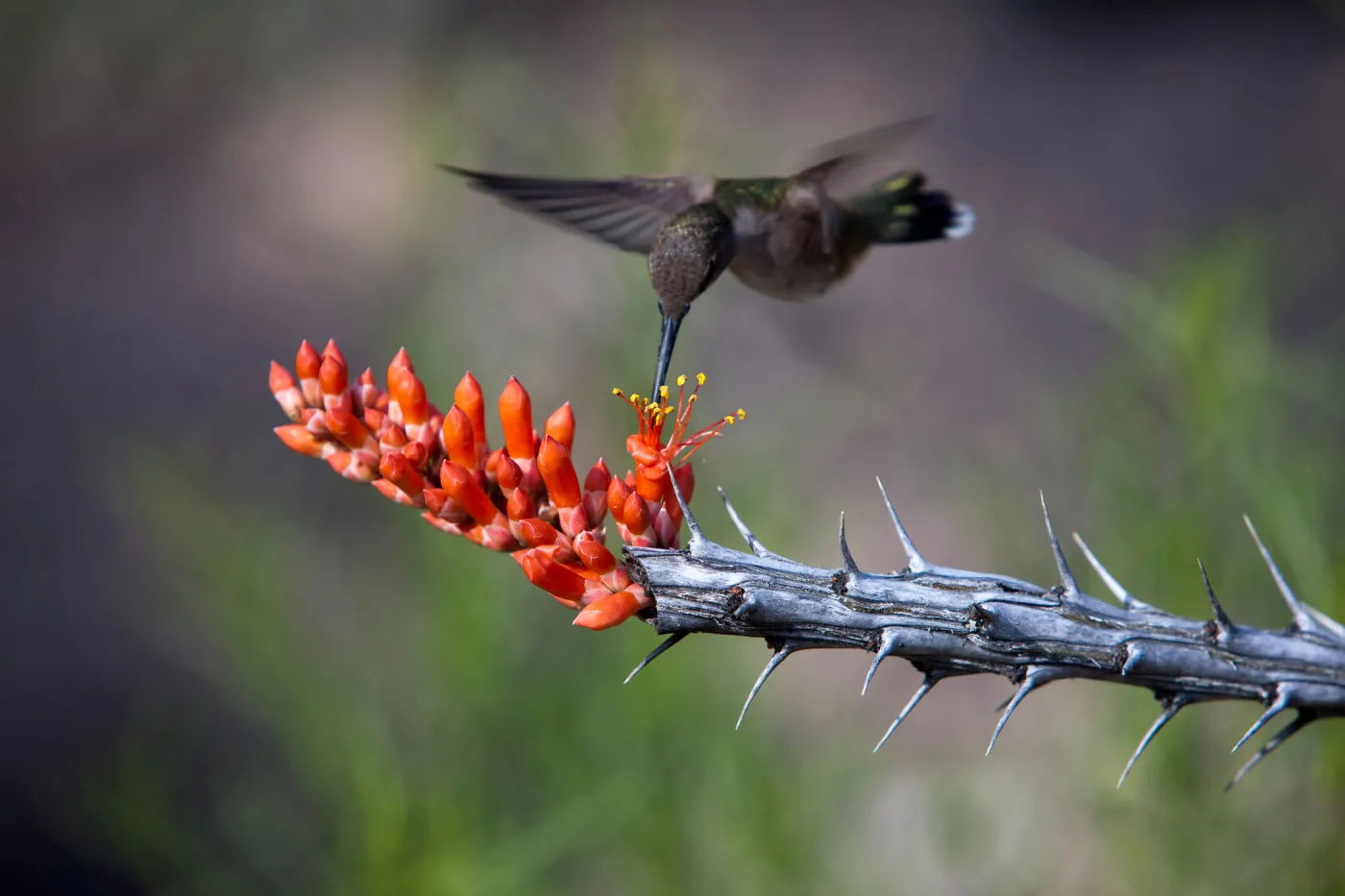 Hummingbird and Fouquieria, first place winner, Wildlife in the Garden, SBBG Photo Contest 2012