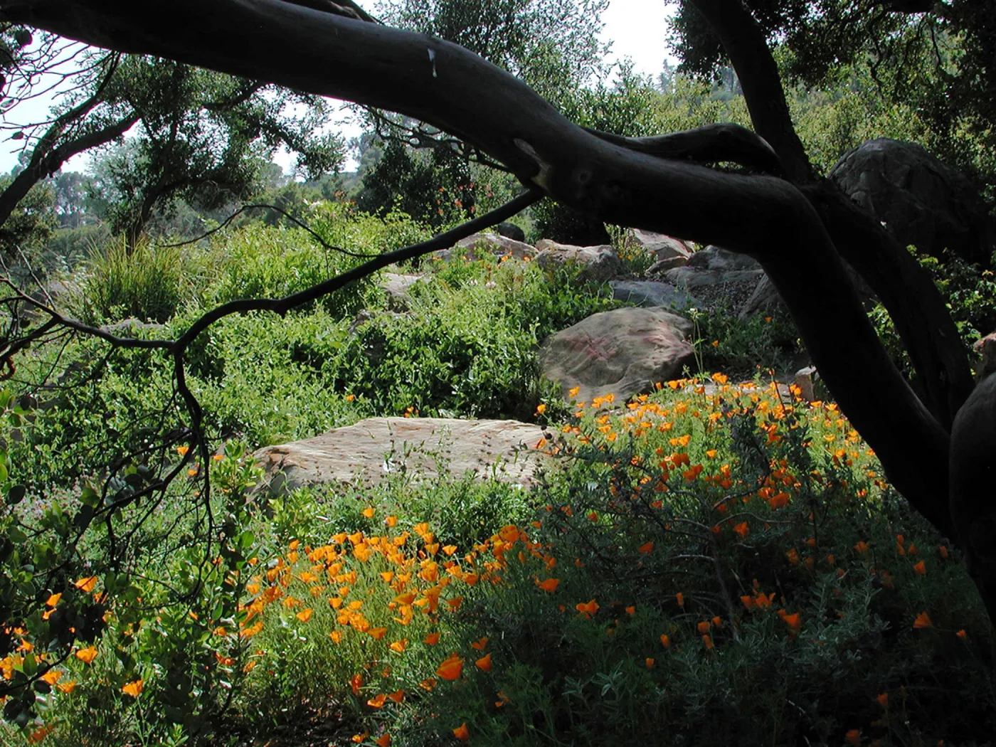 poppies and sandstone boulders, Meadow Oaks, SBBG Photo Contest 2012