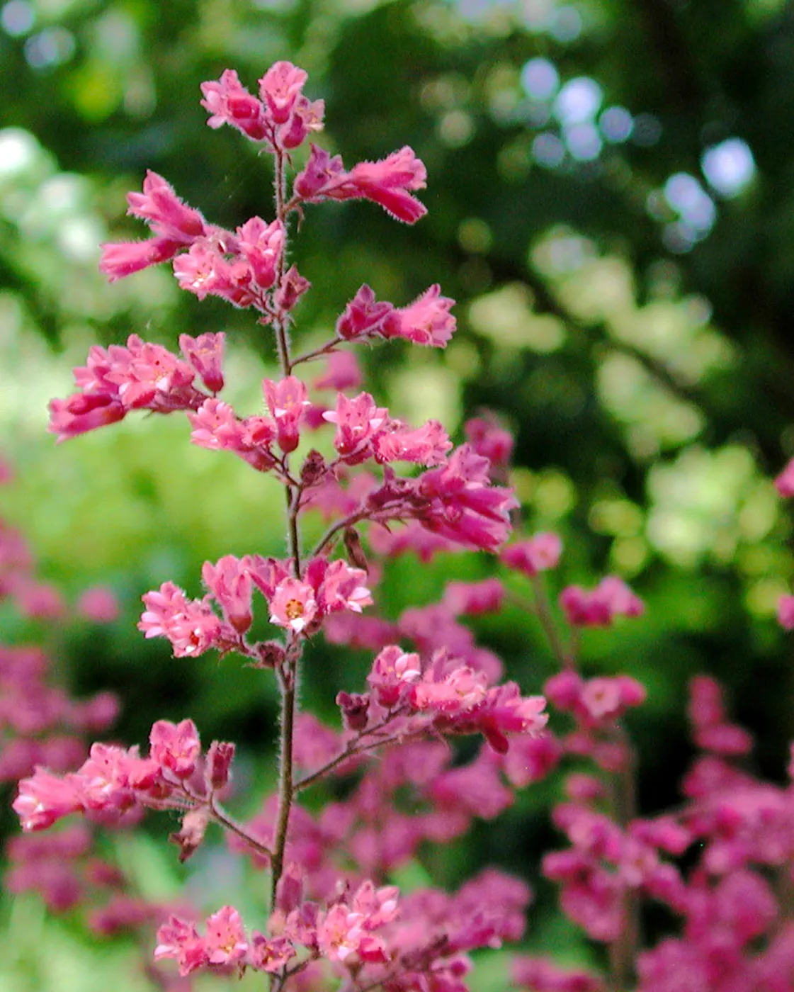 Heuchera in Bloom, third place winner, Celebrate Wildflowers category, SBBG Photo Contest 2012