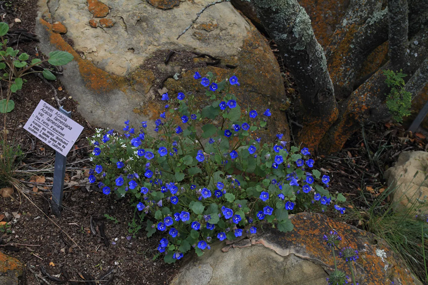 Desert Section, plant information label, SBBG Photo Contest 2012
