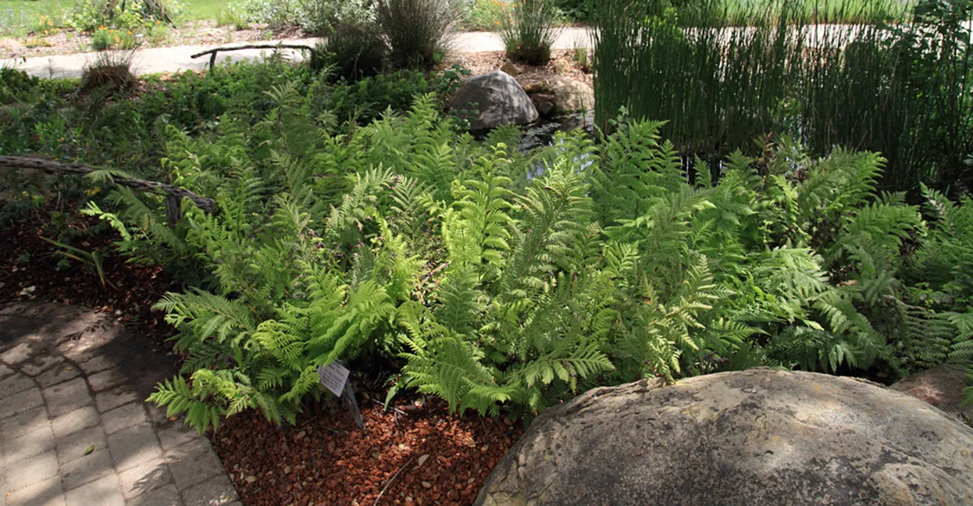 Fern border, Meadow Pond, SBBG Photo Contest 2012