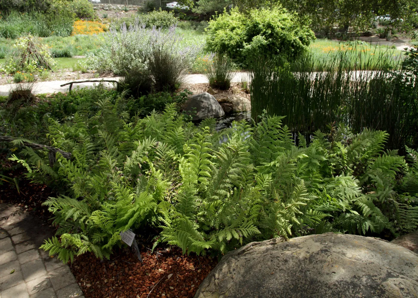 Fern border, Meadow Pond, SBBG Photo Contest 2012