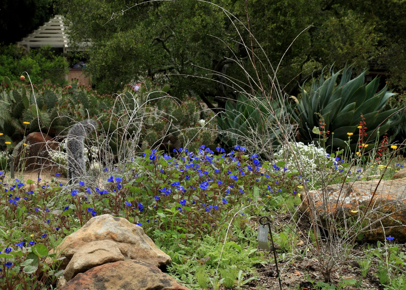Desert Section in bloom, SBBG Photo Contest