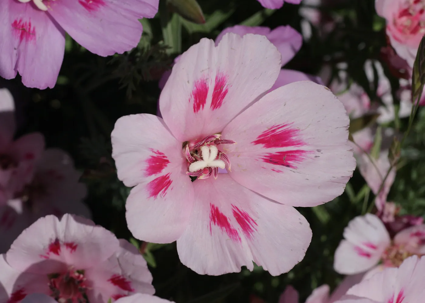 Clarkia flower, SBBG Photo Contest 2012