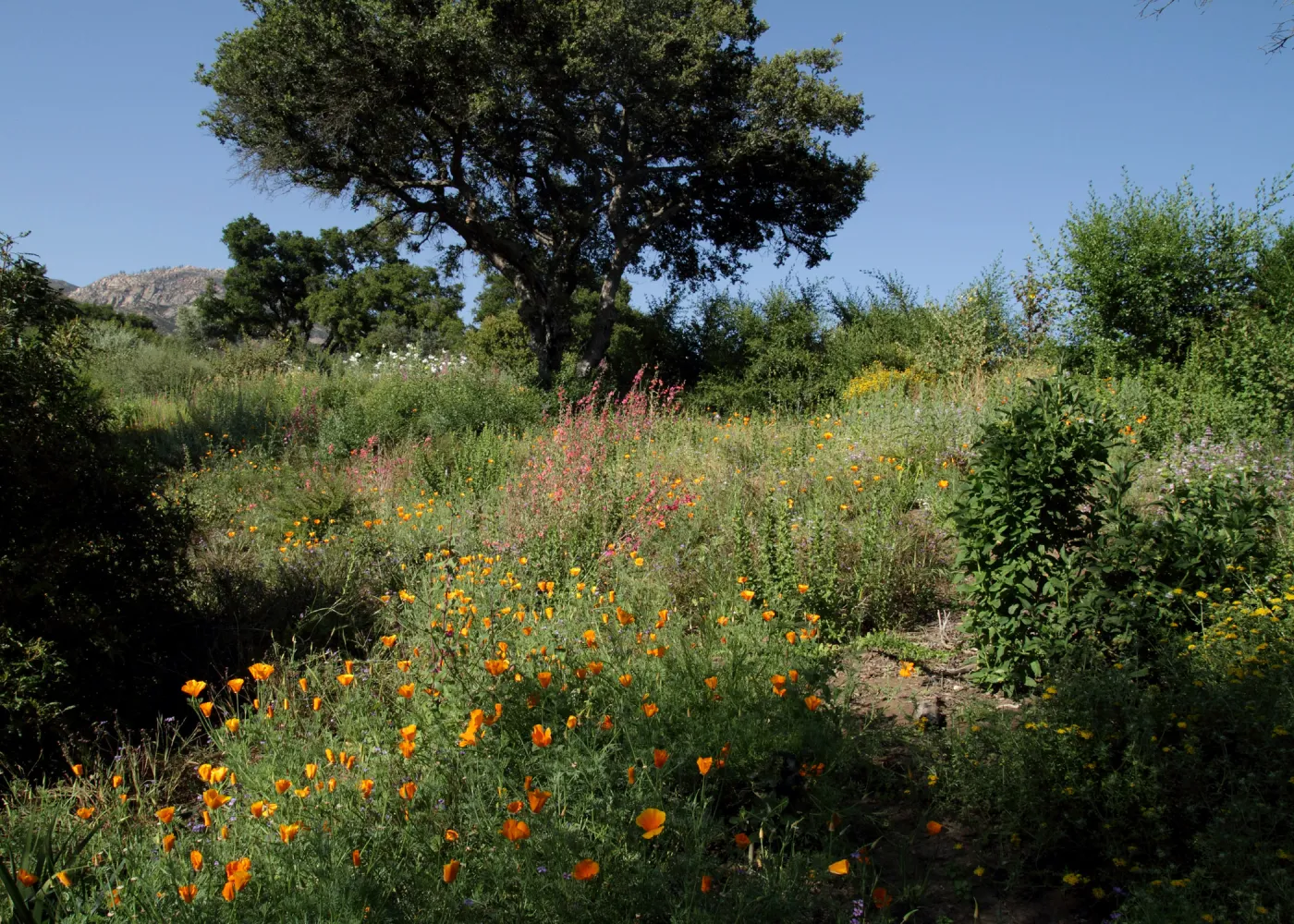 Porter Trail slope in bloom, SBBG Photo Contest 2012