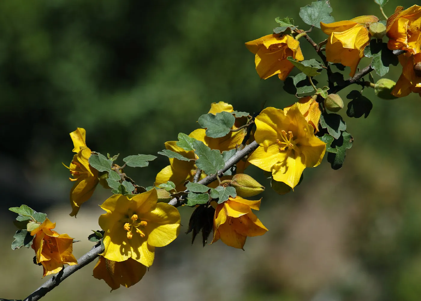 Fremontodendron inflorescence, SBBG Photo Contest 2012