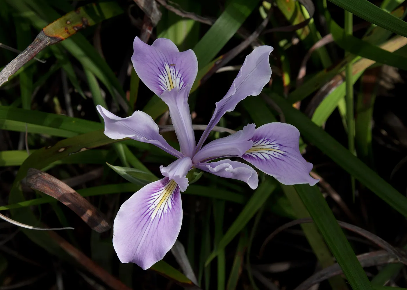native iris flower, SBBG Photo Contest 2012