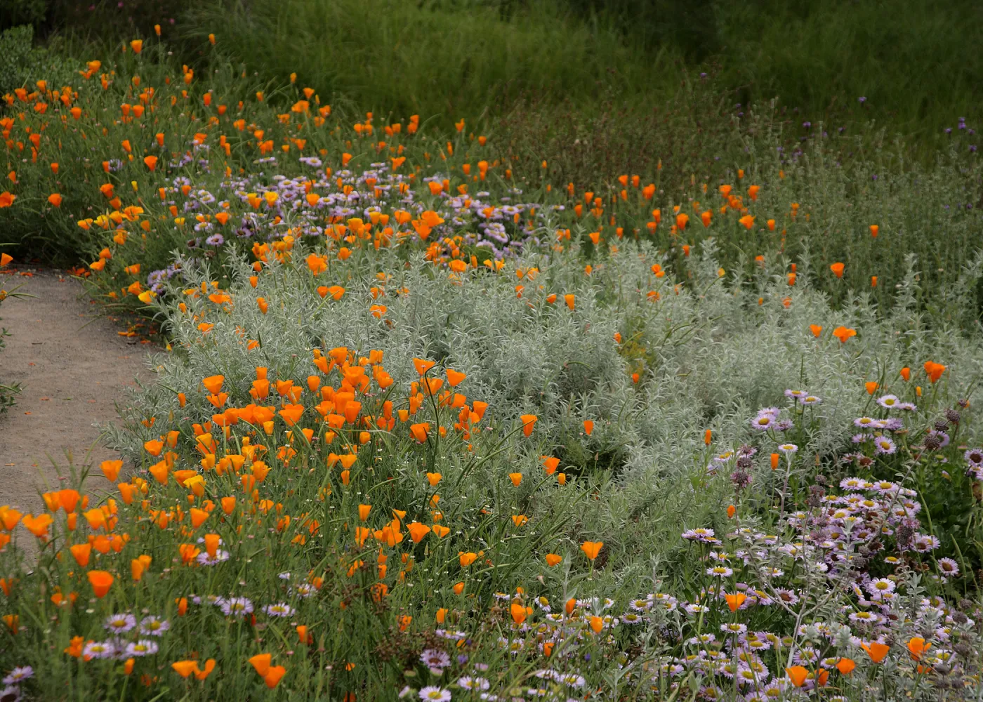 Meadow border, SBBG Photo Contest