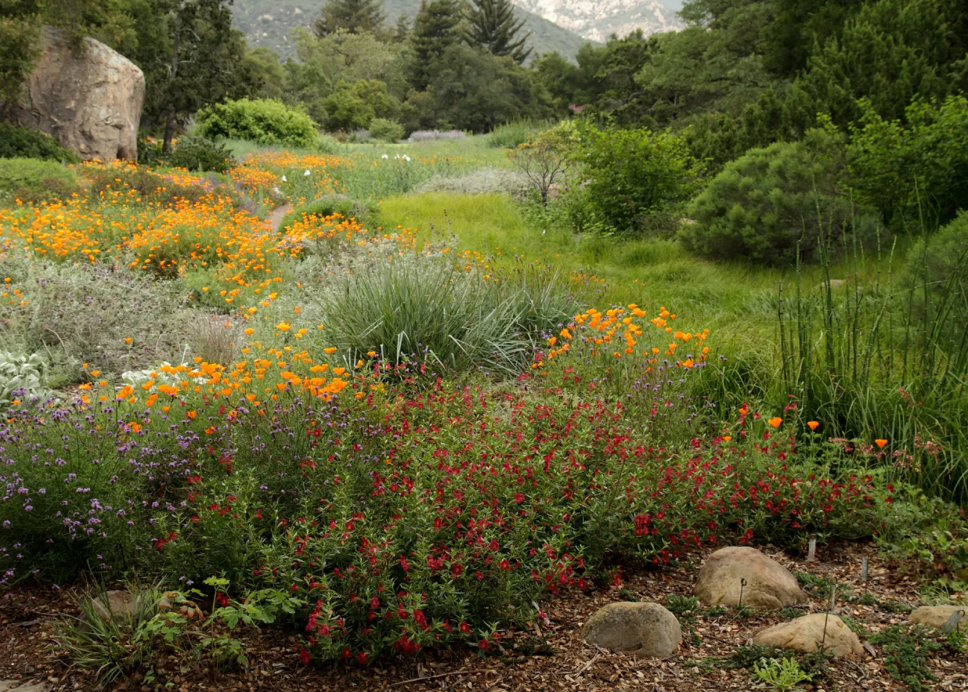 SBBG Meadow, Blaklsey Boulder, SBBG Photo Contest 2012