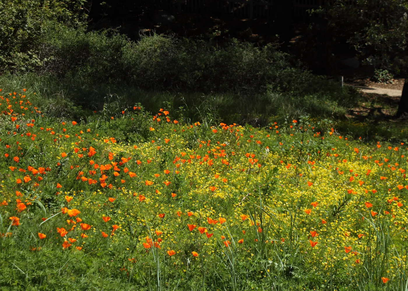 field of wildflowers in the Meadow, poppies and meadowfoam, SBBG Photo Contest