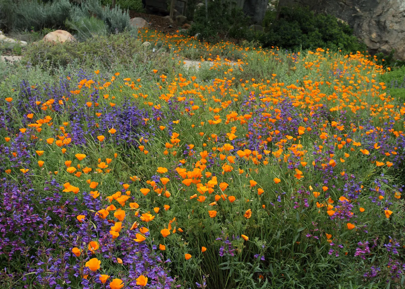 field of wildflowers, penstemon and poppies, SBBG Photo Contest