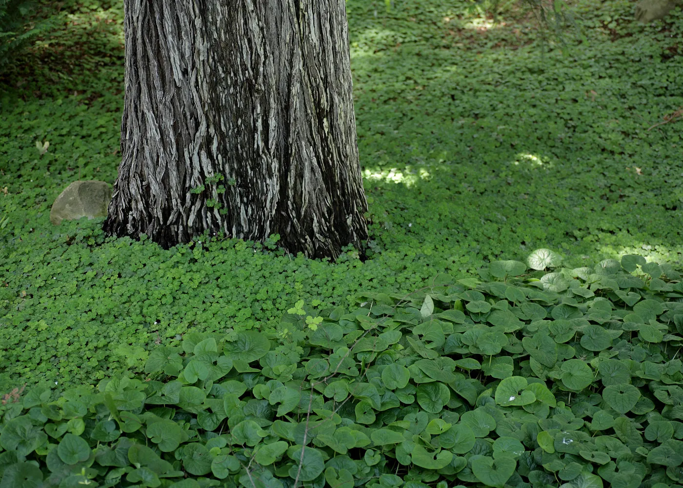 Redwood Section, bark, Asarum wild ginger, SBBG Photo Contest 2012
