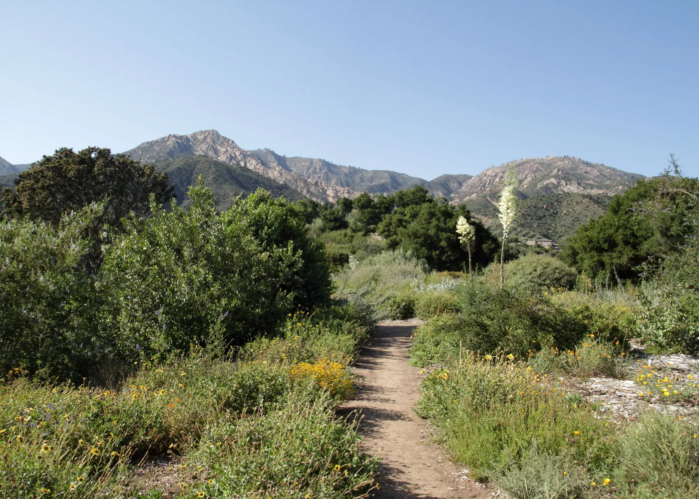 Yucca in bloom on the Porter Trail, mountain view, SBBG Photo Contest 2012