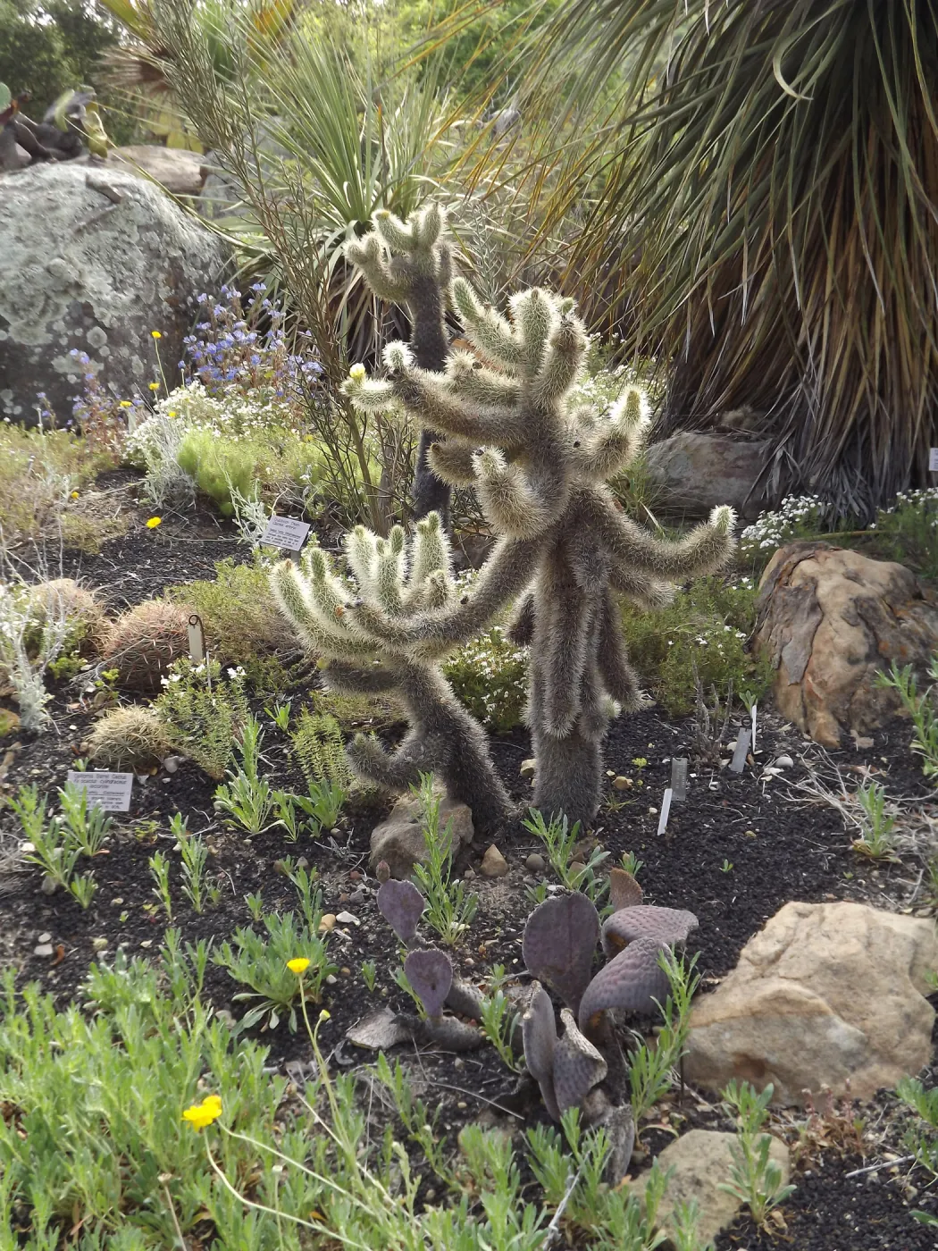 teddy-bear cholla, Cylindropuntia bigelovii, in the Desert Section, SBBG Photo Contest 2012