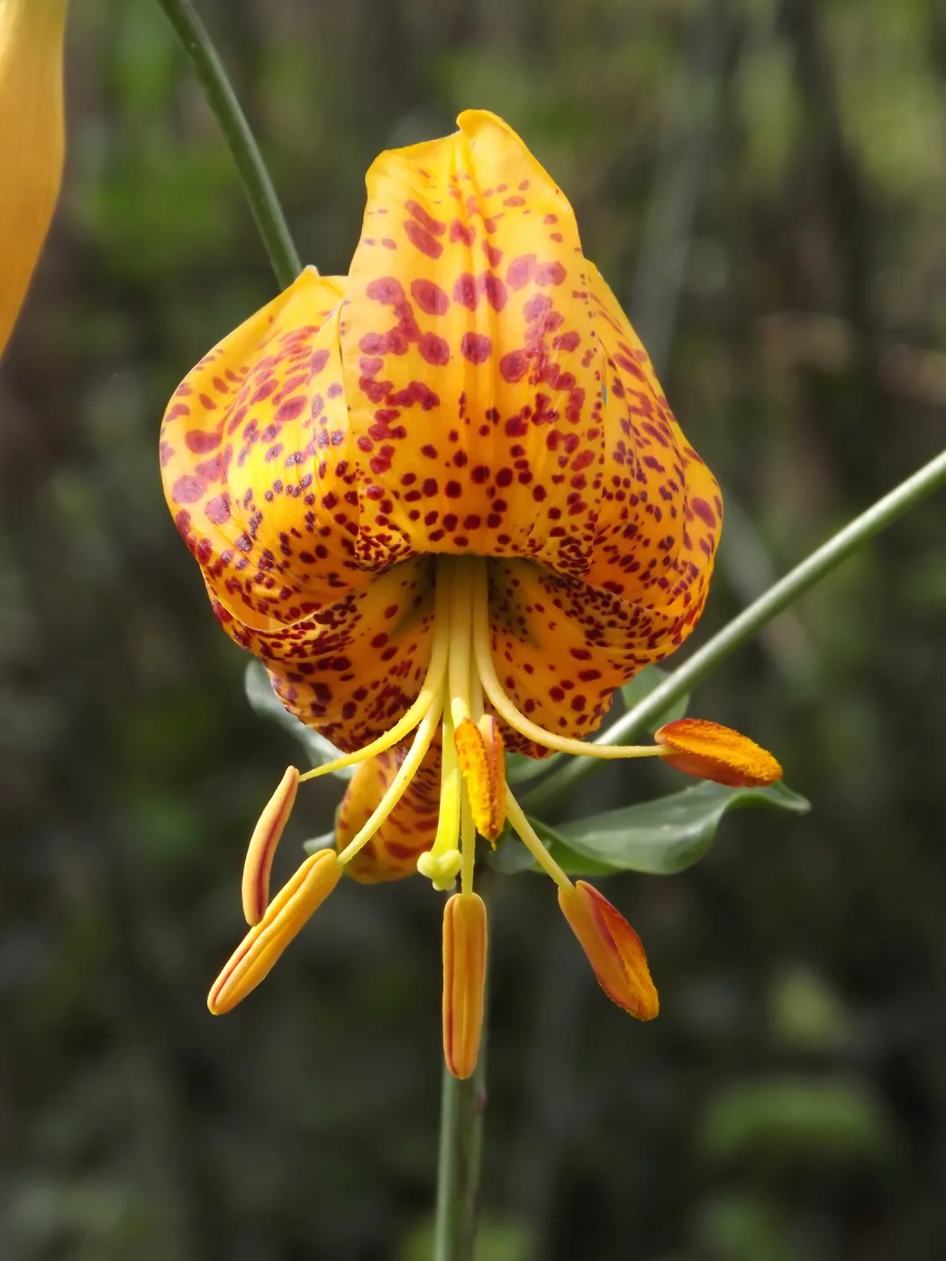 Humboldt lily, Lilium humboldtii, SBBG Photo Contest 2012