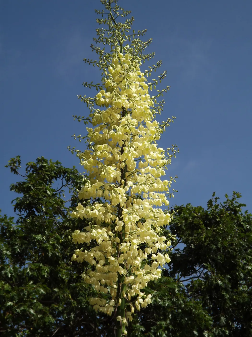 Yucca inflorescence, SBBG Photo Contest 2012