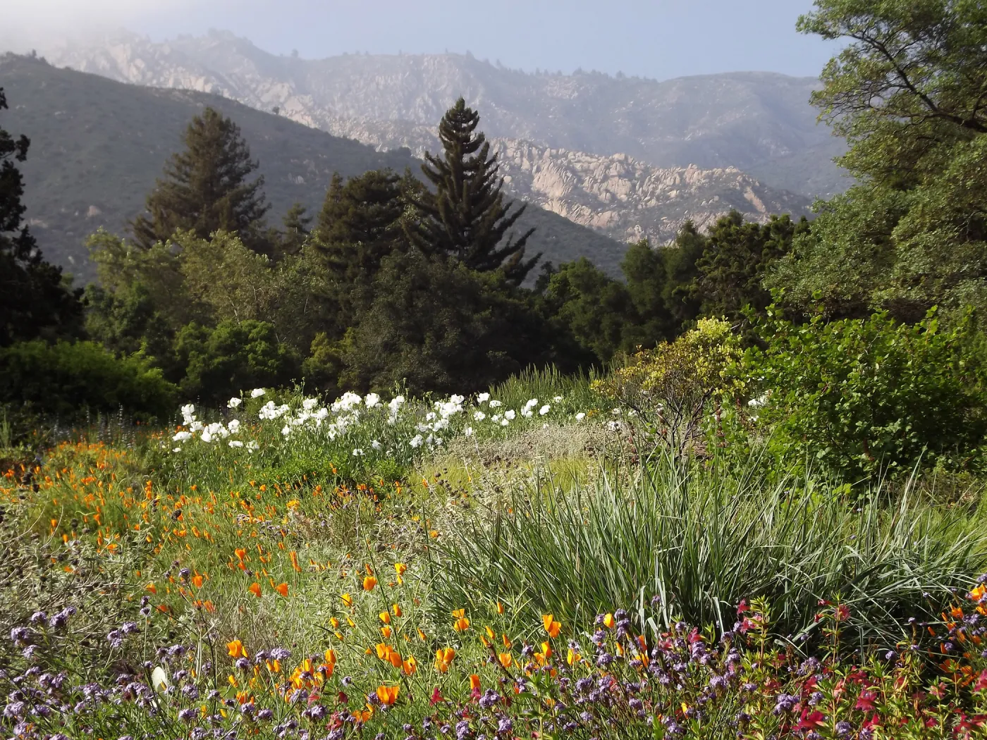 SBBG Meadow in bloom, field of flowers, wildflower display, SBBG Photo Contest 2012