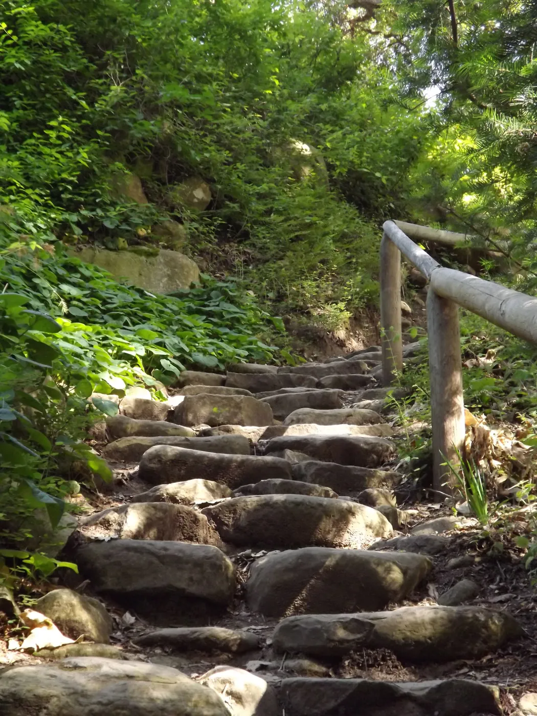 Indian Steps, Redwood Section, SBBG Photo Contest 2012