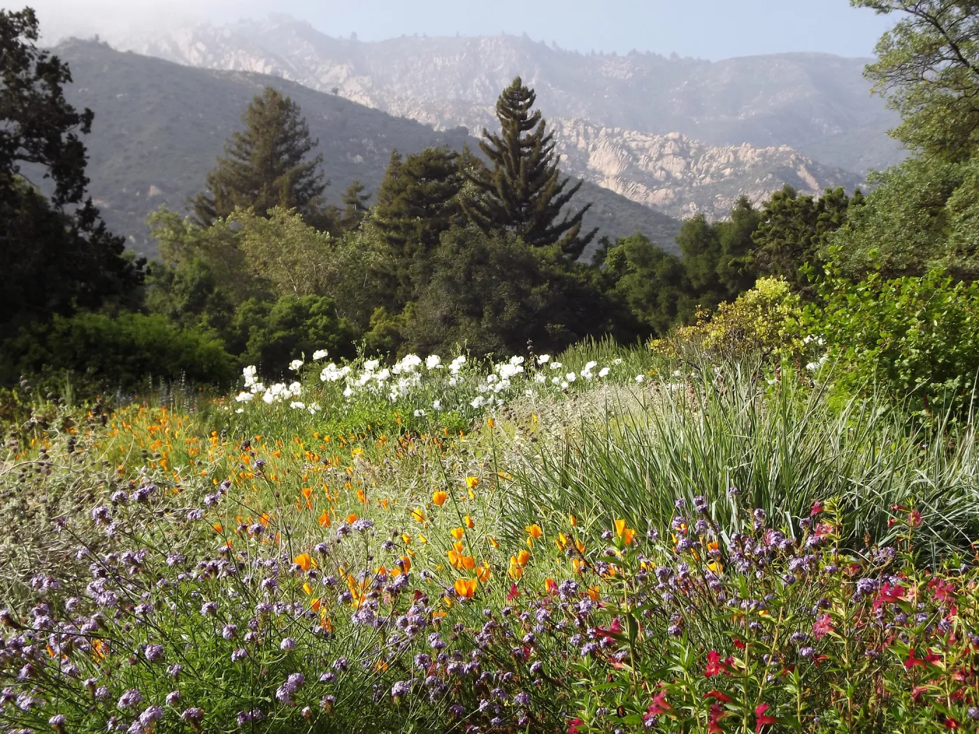 SBBG Meadow in bloom, field of flowers, wildflower display, SBBG Photo Contest 2012