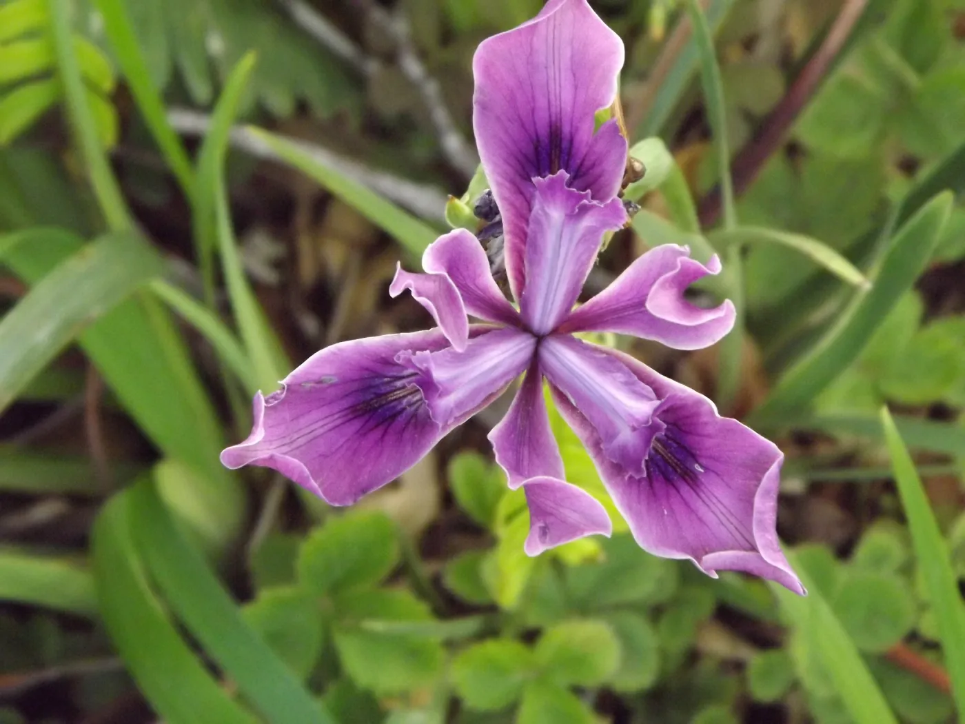 native Iris flower, SBBG Photo Contest 2012
