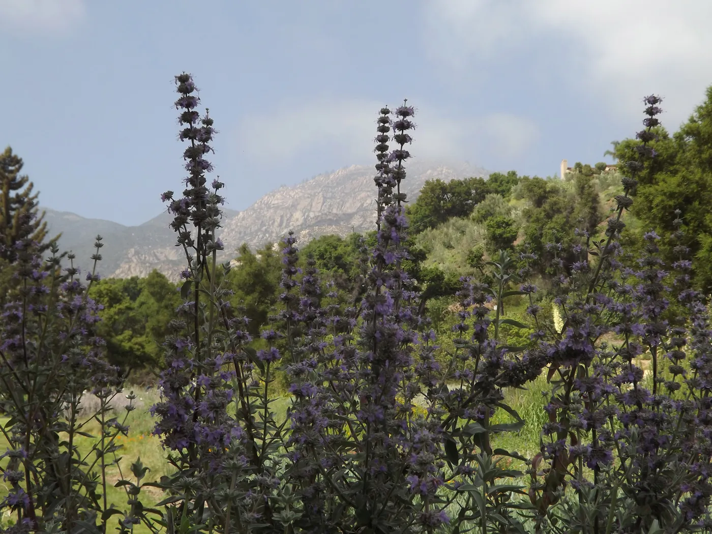 Salvia (Sage), SBBG Meadow, SBBG Photo Contest Sage