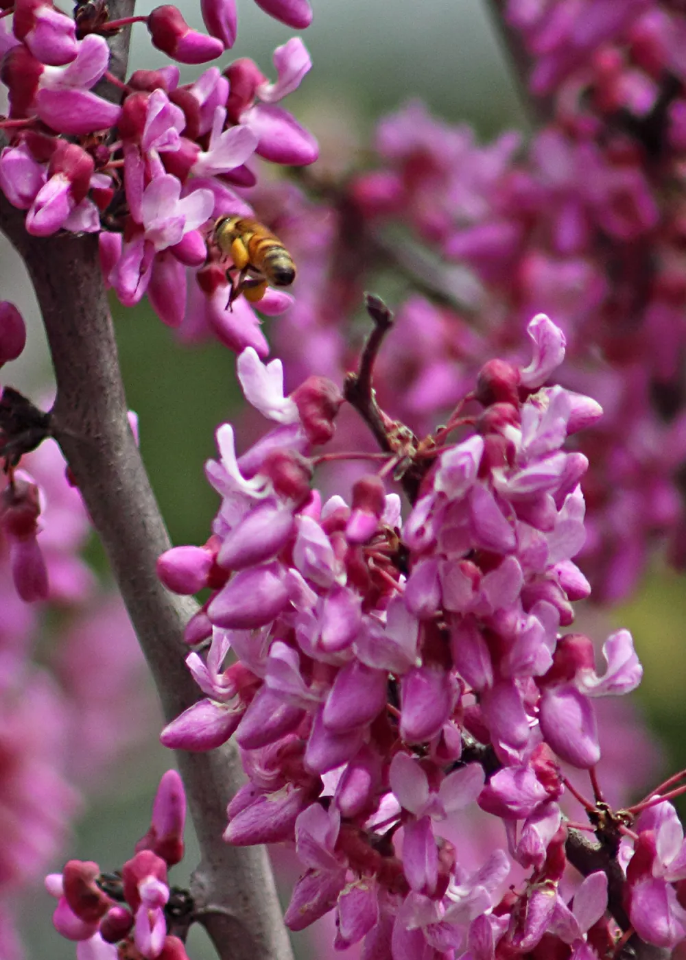honey bee, Cercis in bloom, SBBG Photo Contest 2012