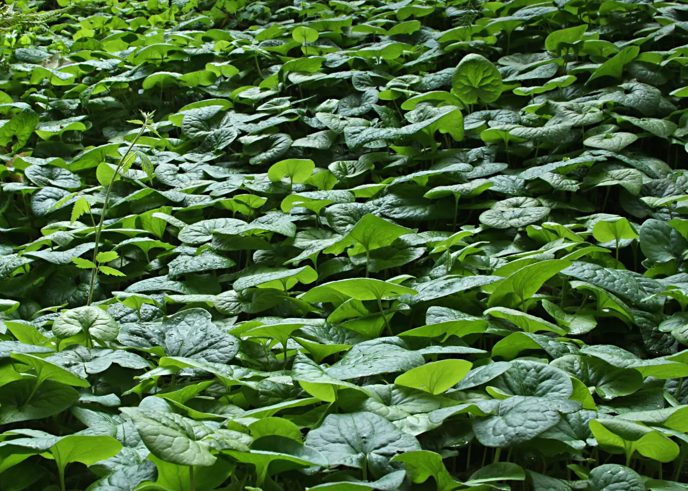 Asarum, redwood Section, SBBG Photo Contest 2012