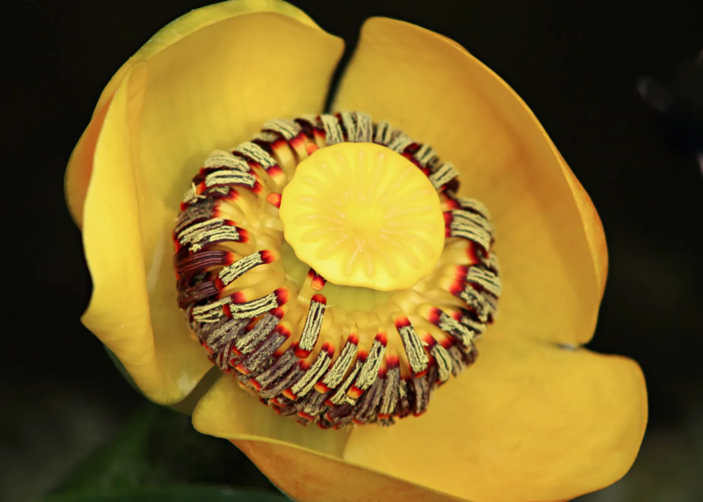 Nuphar flower, SBBG Photo Contest 2012