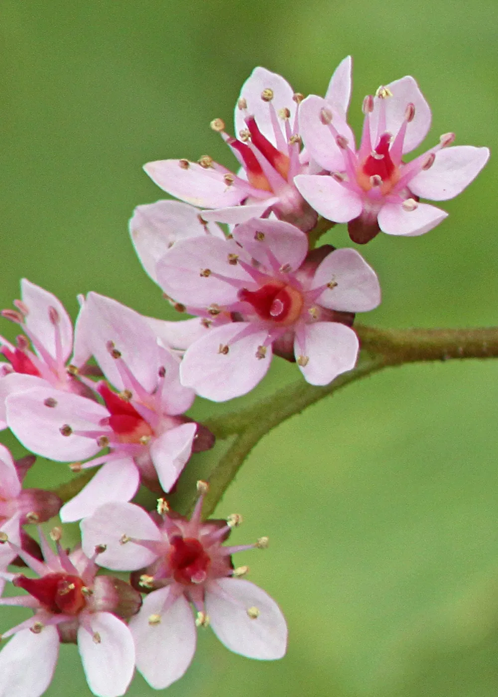 Indian rhubarb, Darmera peltata, SBBG Photo Contest 2012
