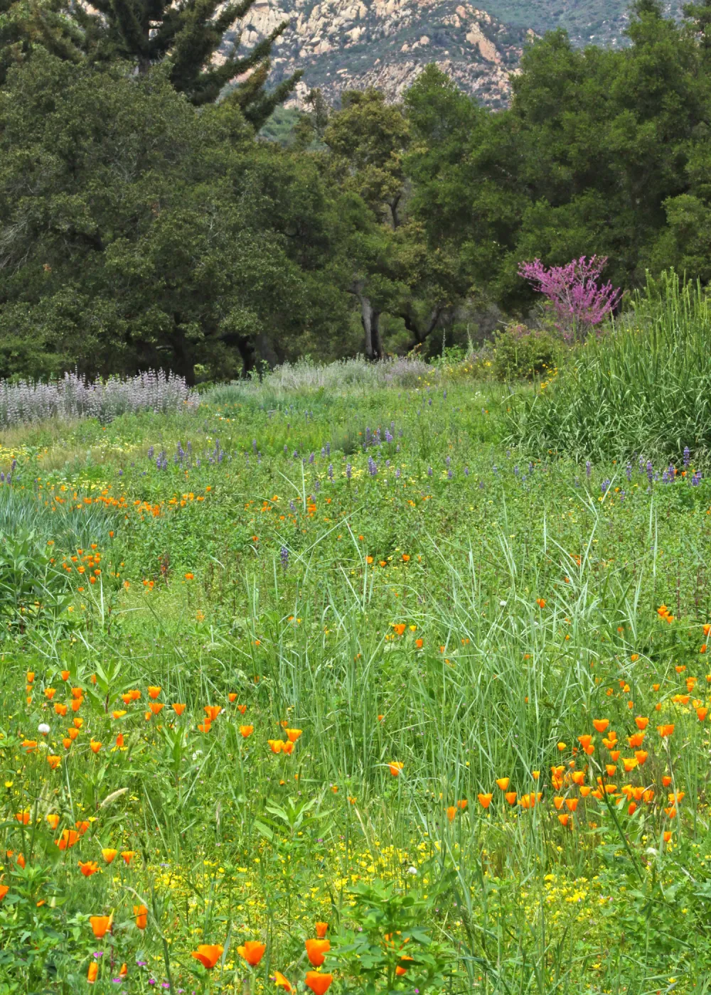 SBBG Meadow, SBBG Photo Contest 2012