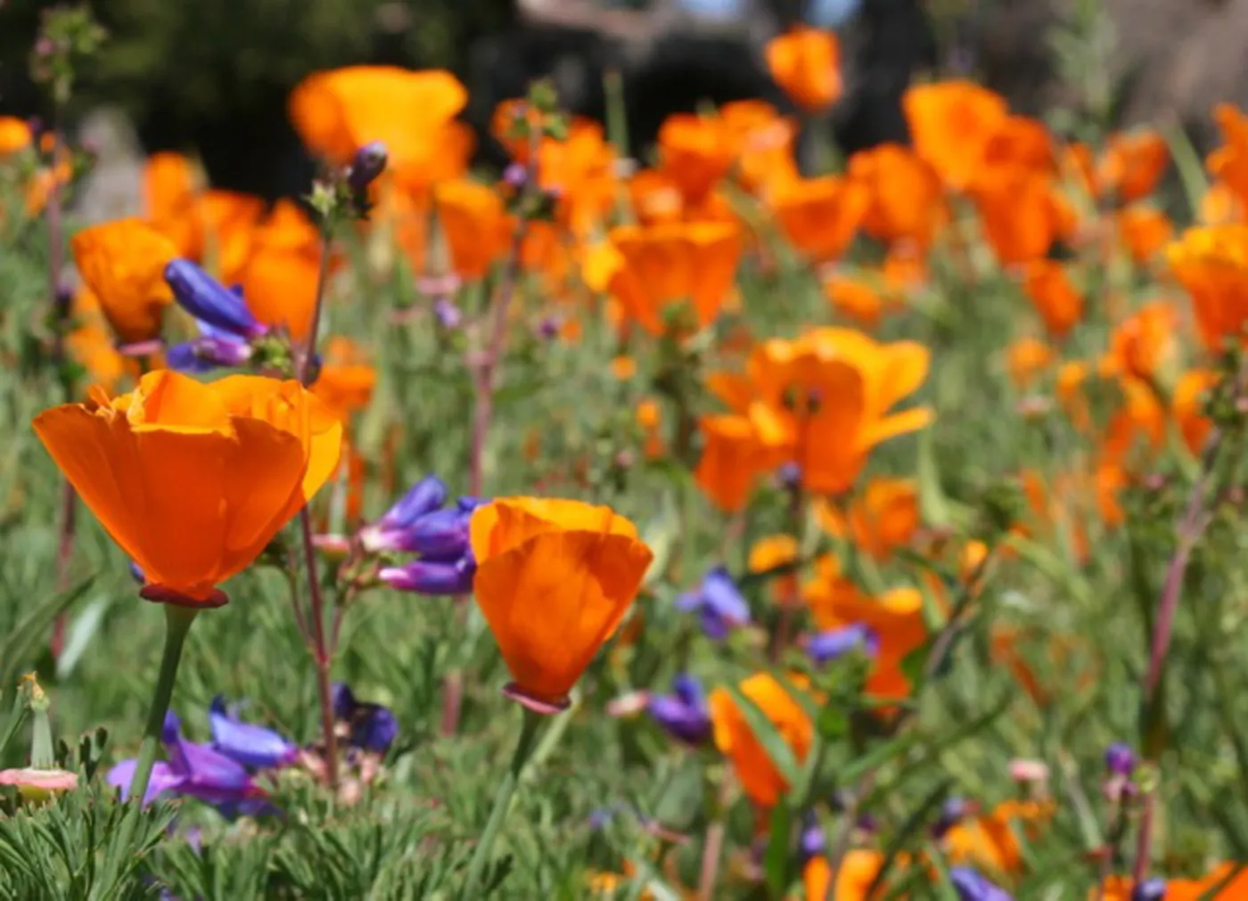 Poppies and Penstemon, wildflower display, SBBG Photo Contest 2012