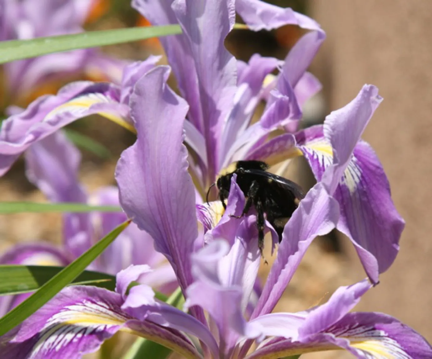 bee, native Iris, SBBG Photo Contest 2012