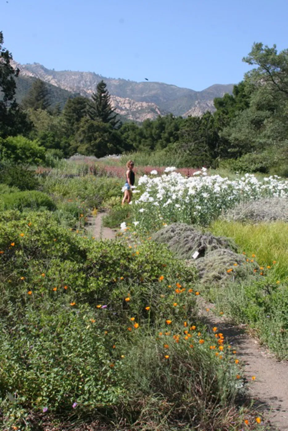 visitor on path in Ground Cover Display, SBBG MEadow, SBBG Photo Contest 2012