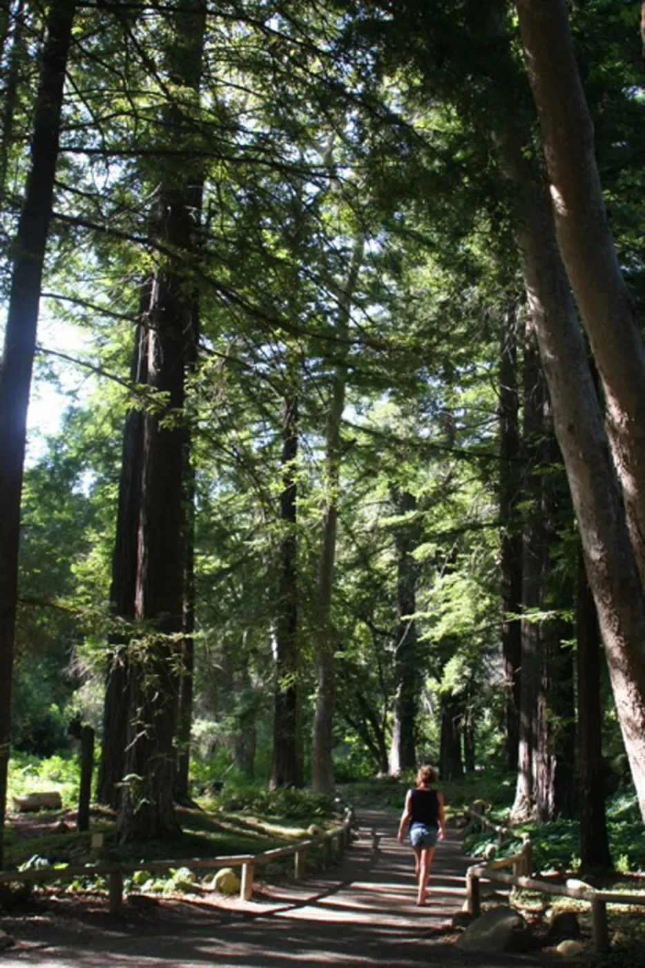 visitor walking on path in Redwood Section, SBBG Photo Contest 2012
