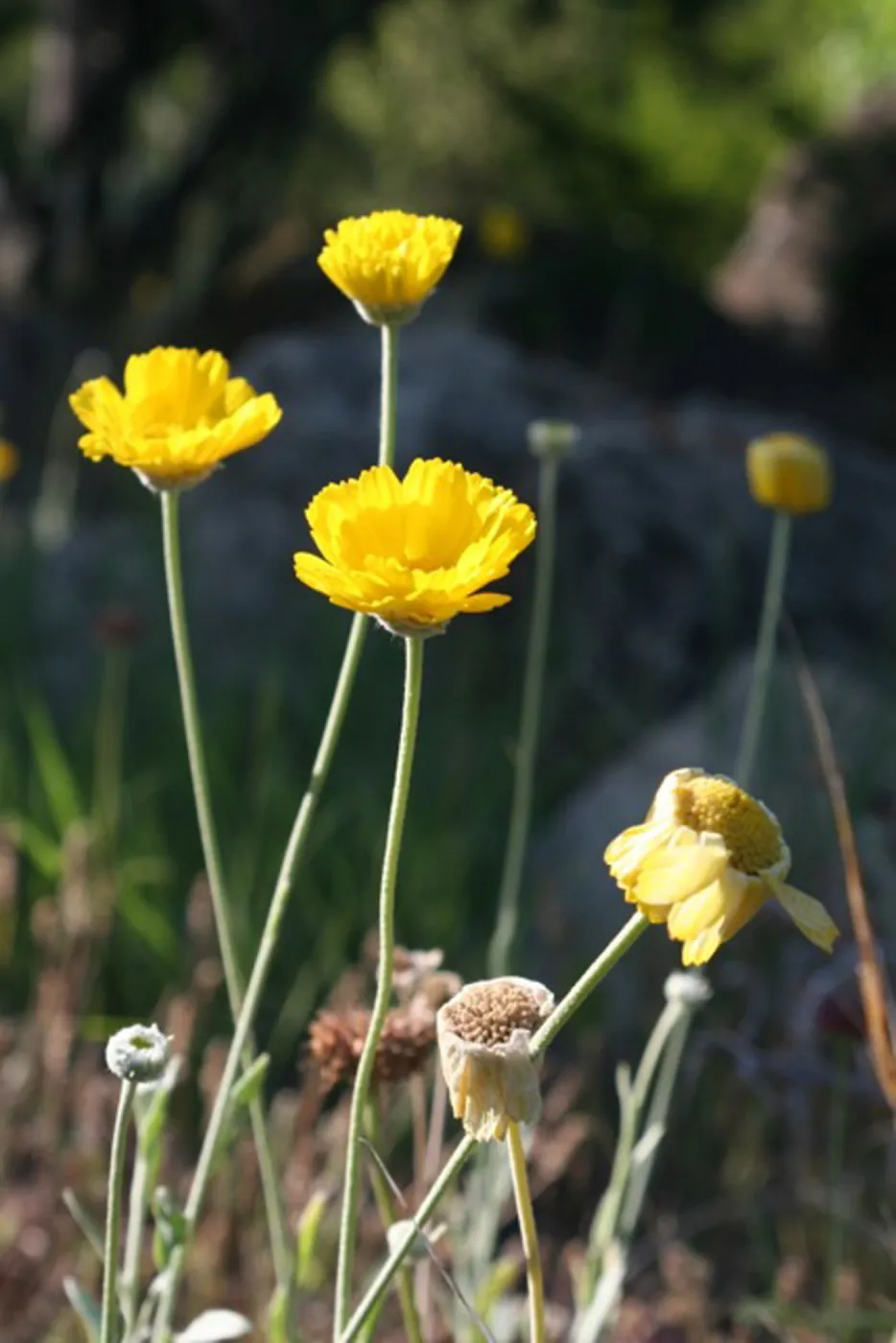 SBBG Photo Contest 2012